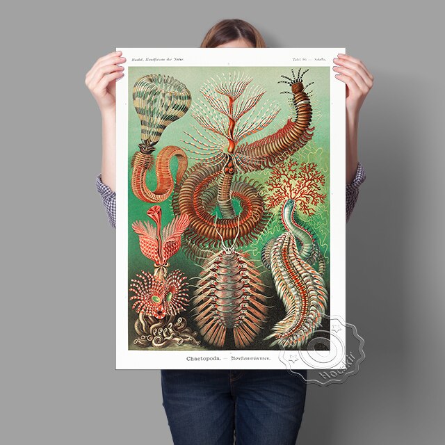 Birds Of Paradise Ernst Haeckel Poster, Natural Plants Animals Hand-Painted Oil Painting, Haeckel Vintage Creature Wall Decor